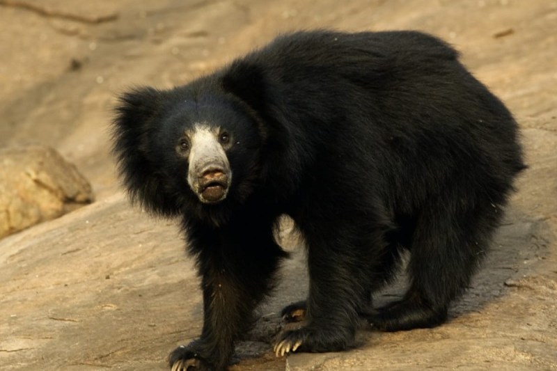 Bear in Rajasthan