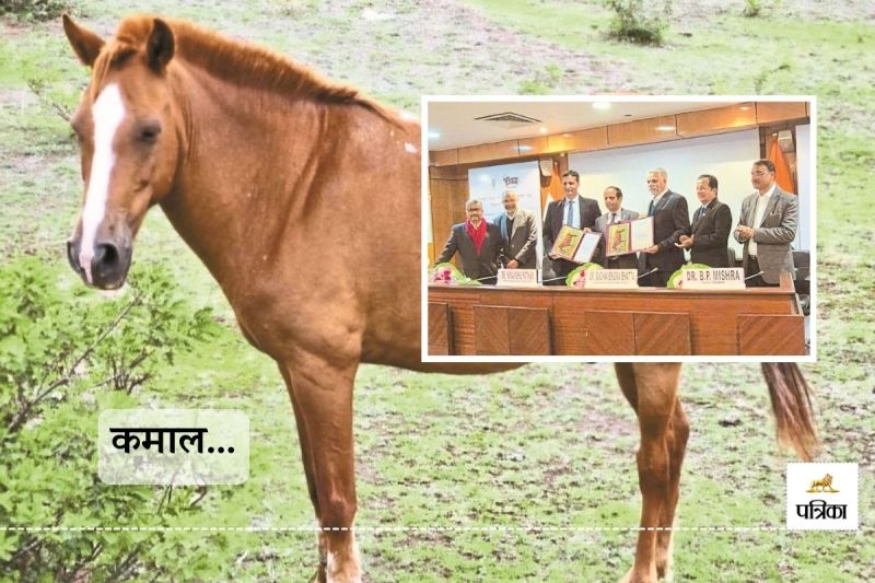 Bhimthadi Discovered After 400 Years Eighth Breed of Horses Know what Connection with Chhatrapati Shivaji Gazette Notified