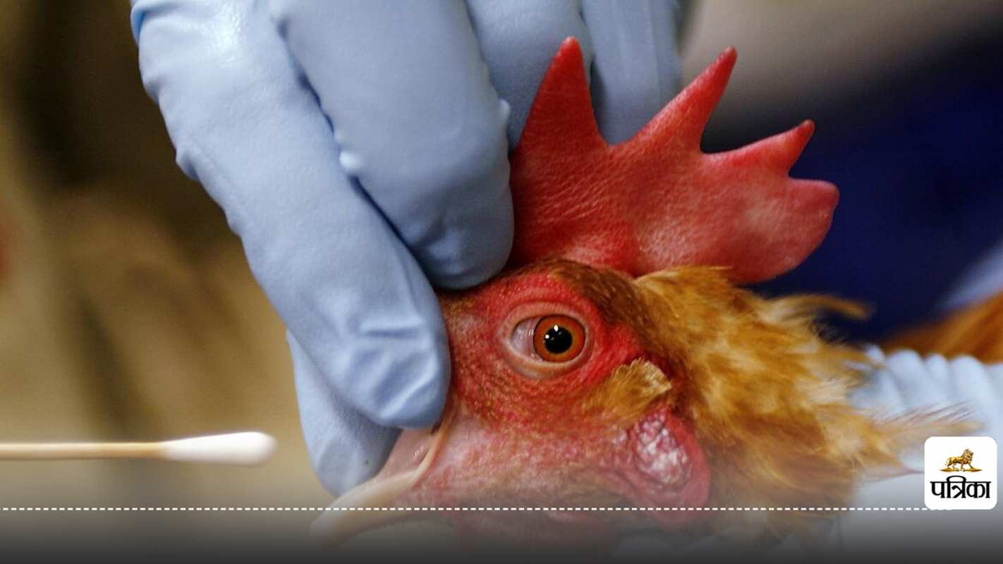 Bird Flu chicken increases the risk of H5N1 infection