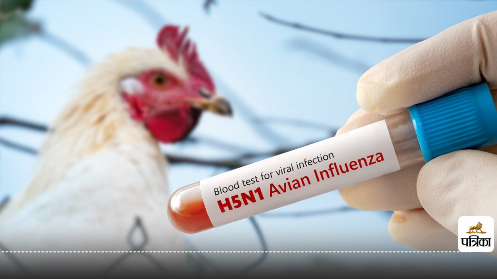 ਬਰਡ ਫਲੂ ਚਿਕਨ H5N1 ਦੀ ਲਾਗ ਦੇ ਜੋਖਮ ਨੂੰ ਵਧਾਉਂਦਾ ਹੈ