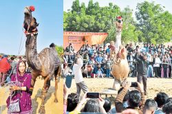 चारपाई पर चढ़कर थिरके ऊंट, ढोल बजे तो नहीं रोक सके पैर, देखें International
Camel Festival 2025 की झलक - image