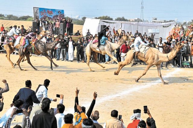 Camel Festival 2025