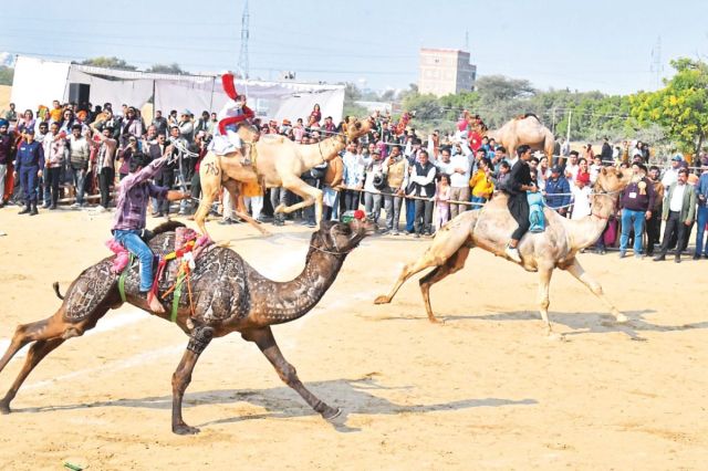 Camel Festival 2025