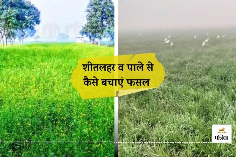 Rajasthan How can Farmers Protect Crops From Cold Wave and Frost know Safety Measures