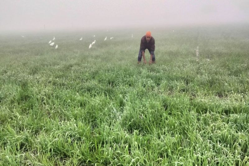 किसानों को शीत लहर व पाले से फसल की सुरक्षा के उपाय बताए