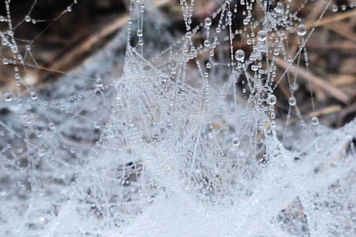 Cold wave in Dausa