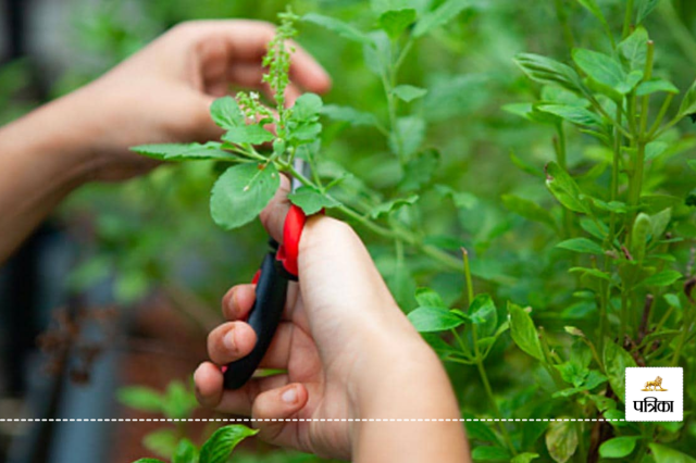 Consumption of basil