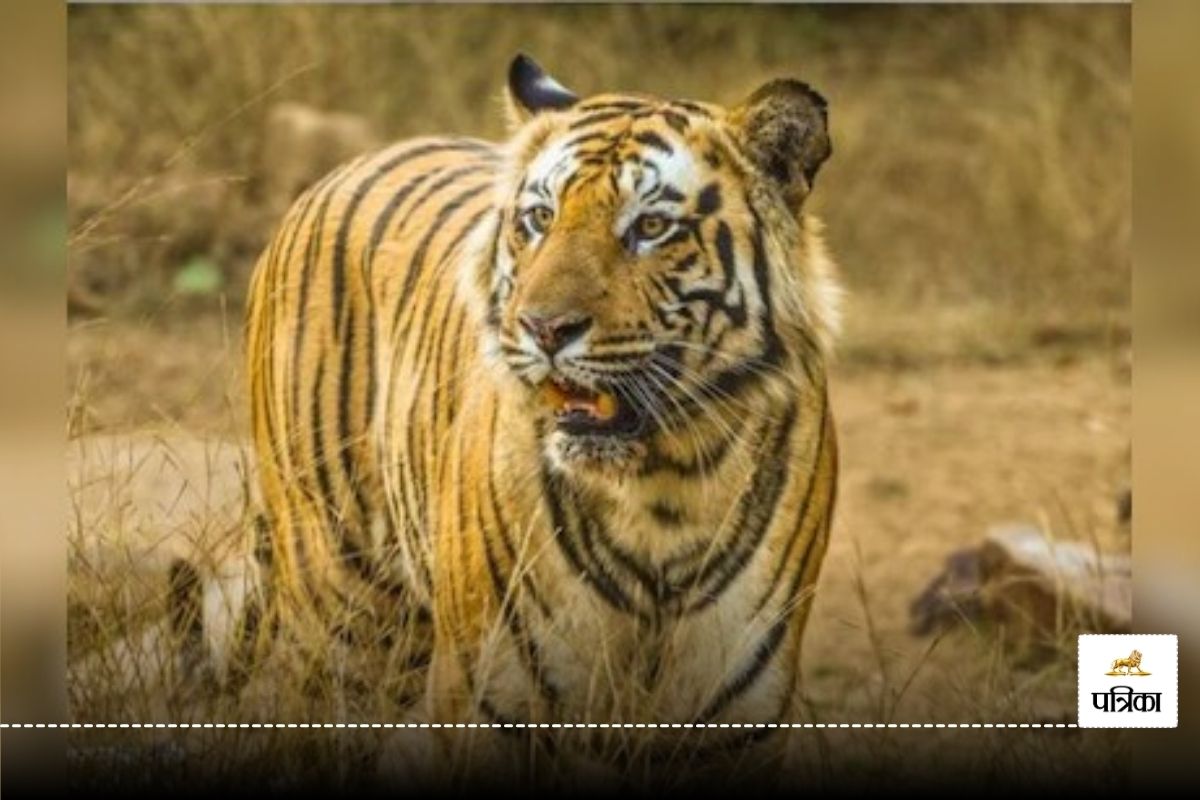 Tigers In Bemetara: पूर्व मंत्री के फार्म हाउस में लोगों ने देखा बाघ, मिले पैरों
के निशान, देखे VIDEO