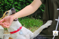 Animals that spread rabies virus Symptoms and treatment of rabies