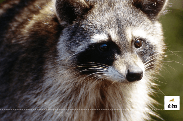 Animals that spread the rabies virus