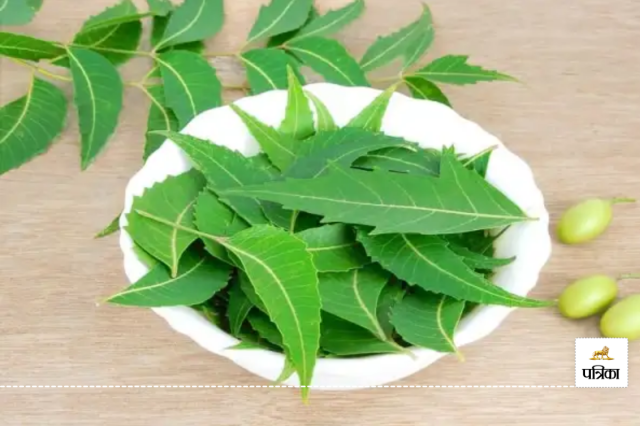 Leaves of the Neem tree