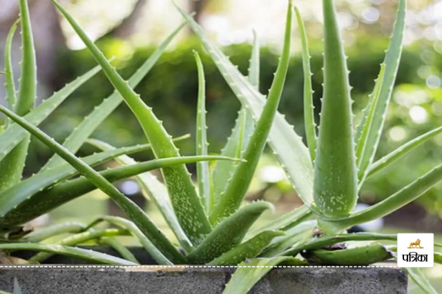 Aloe Vera