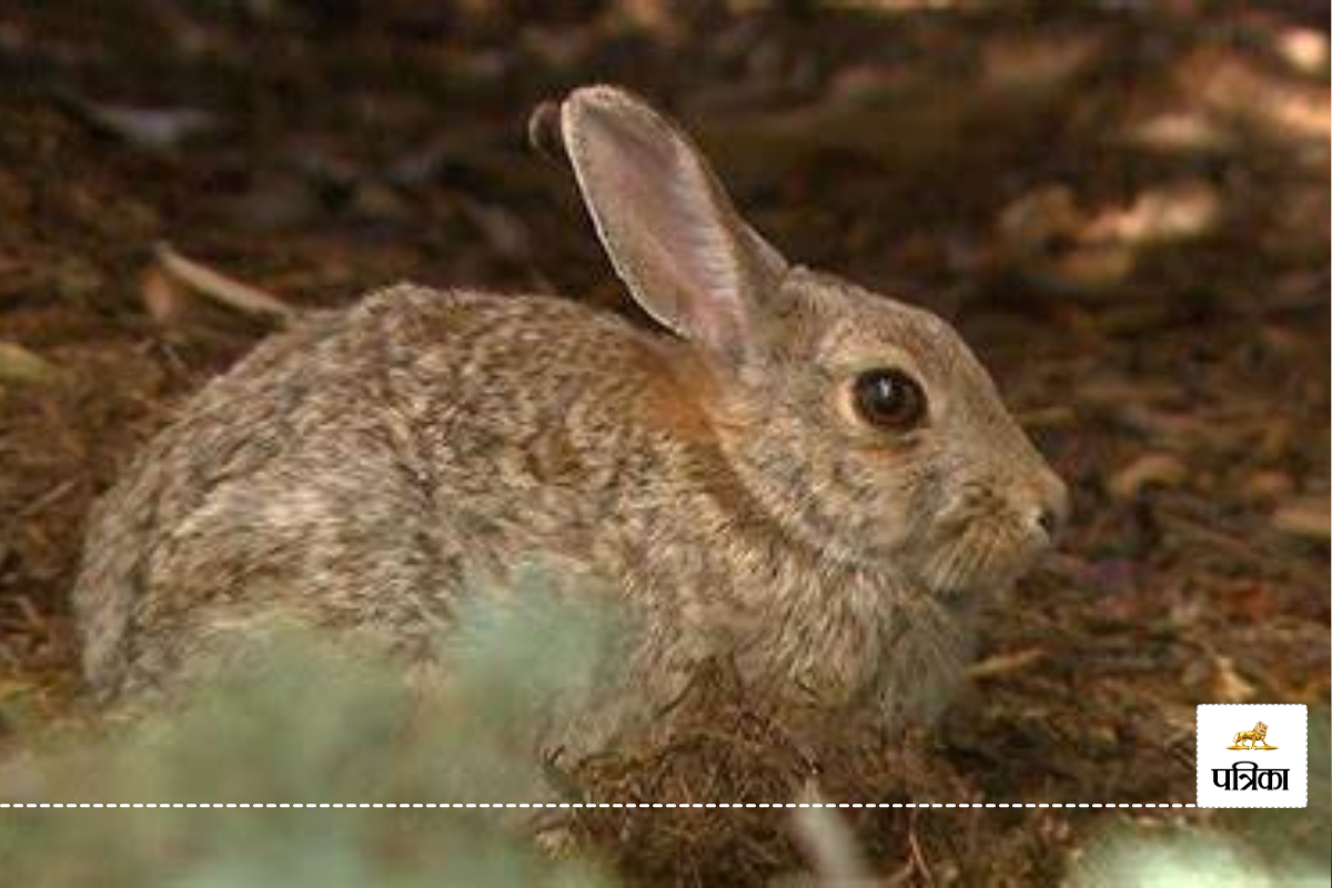 Rabbit fever in America