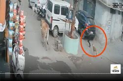 Dog Attack: मासूम पर कुत्ते ने किया हमला, दौड़ाकर मारा झपट्टा फिर… VIDEO देख दंग
रह जाएंगे आप - image