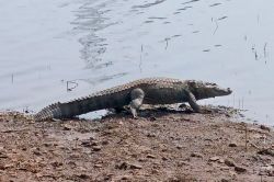 टाइगर रिजर्व क्षेत्र में बाघों के साथ जल का राजा भी रहेगा आकर्षक का केंद्र - image