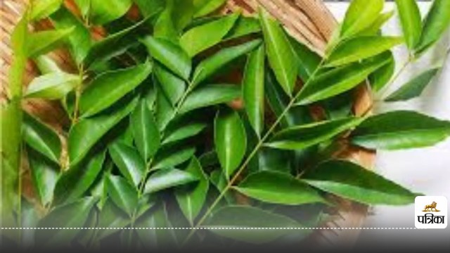 Chewing 5 curry leaves every morning can give you miraculous benefits