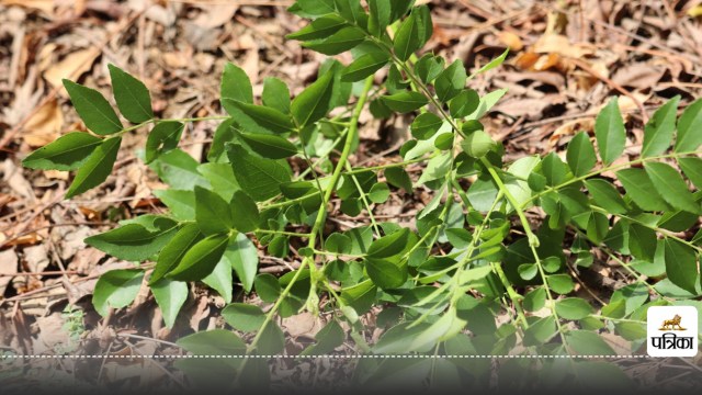 Chewing 5 curry leaves every morning can give you miraculous benefits it is a Sanjeevani herb for hair