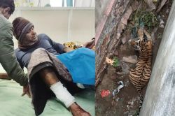 Dausa Tiger Attack: 3 बार टाइगर के जबड़े में थे मेरे पैर, मुक्के मारे तो भाग
छूटा, घायल बोला-मौत सामने देख कांप उठी रूंह - image