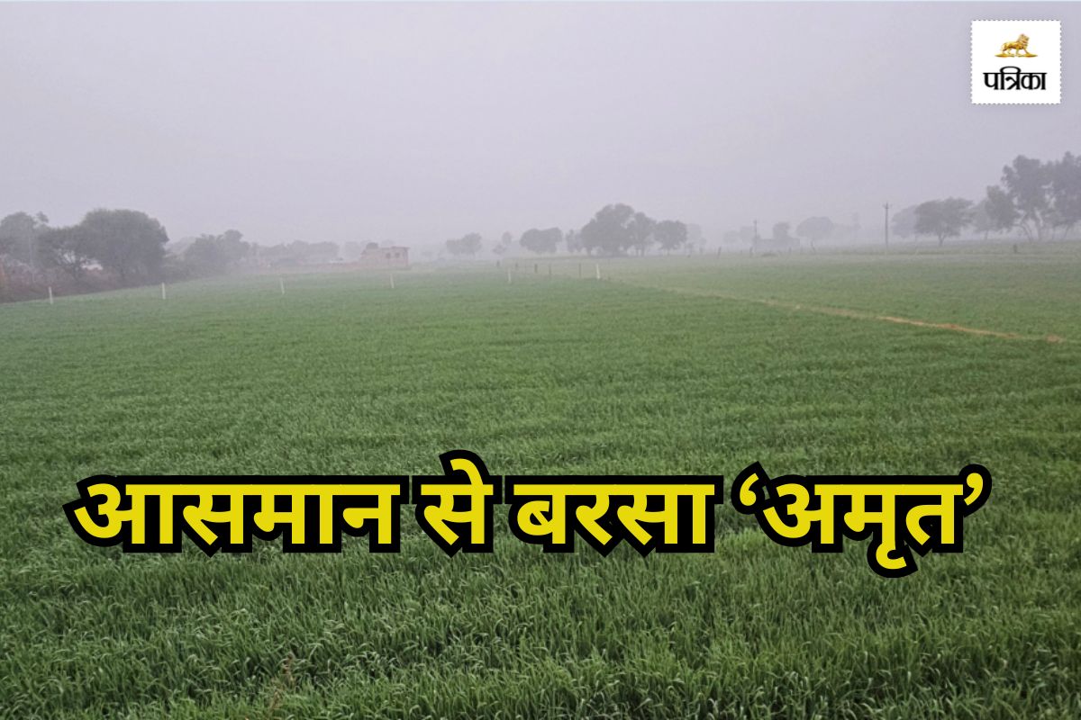 Rajasthan Rain: फसलों के लिए बरसा अमृत, किसानों के खिल उठे चेहरे, बारिश और
शीतलहर ने बढ़ाई ठिठुरन