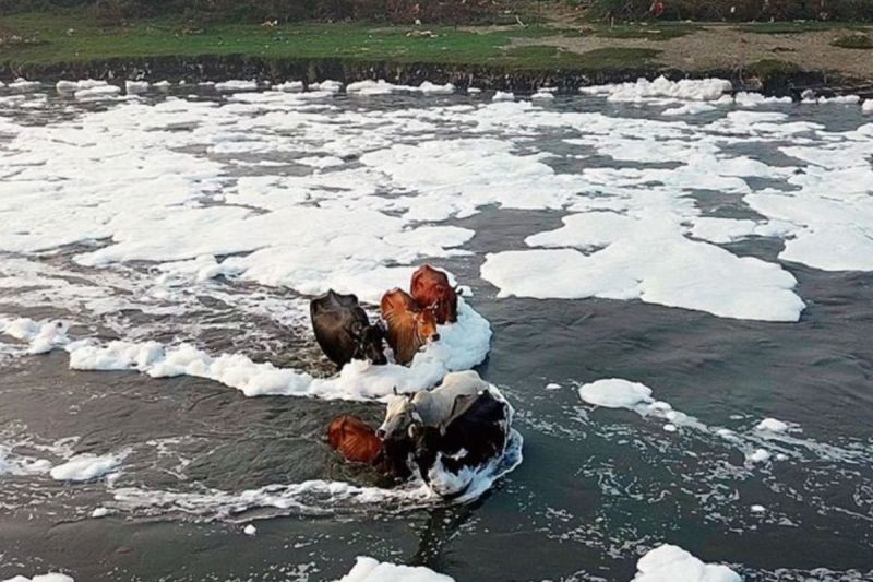 Delhi Water Crisis: यमुना में अचानक नहीं बढ़ा अमोनिया, दिल्ली जल बोर्ड ने केजरीवाल के दावों की बताई पूरी सच्चाई