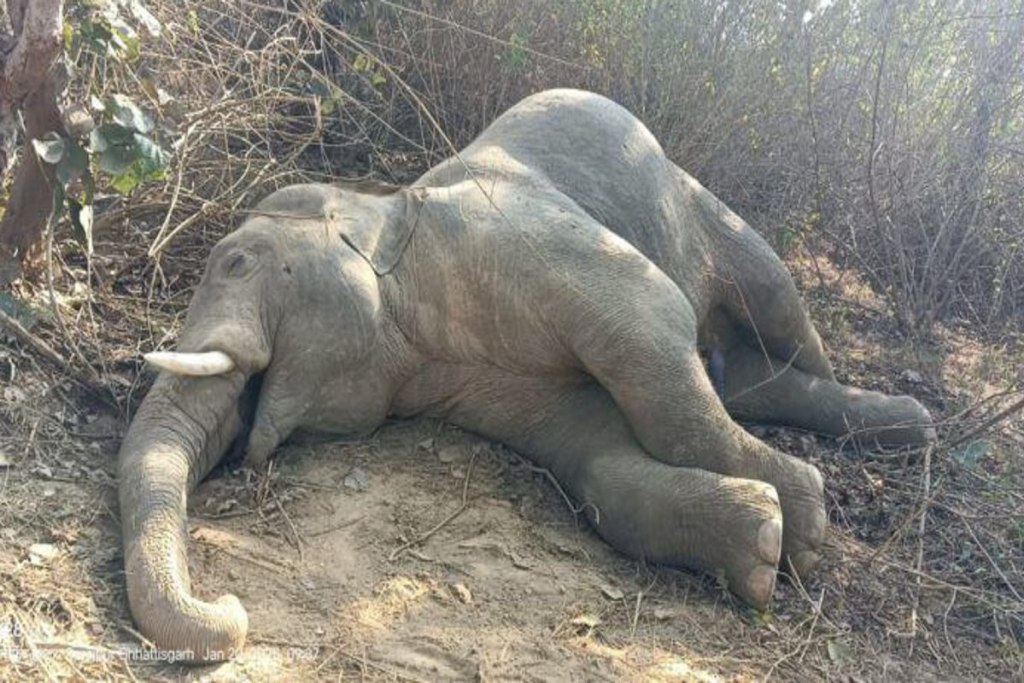 Battle between elephants