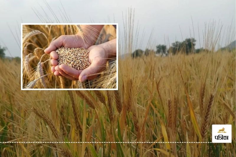 Rajasthan this Year Tremendous Monsoon Farmers Happy Barley Sowing more than Target