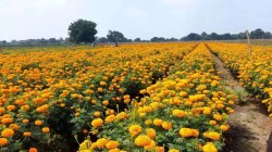 Flower Farming: फूलों की खेती करते समय रखें ये सावधानियां, होगा अधिक मुनाफा - image