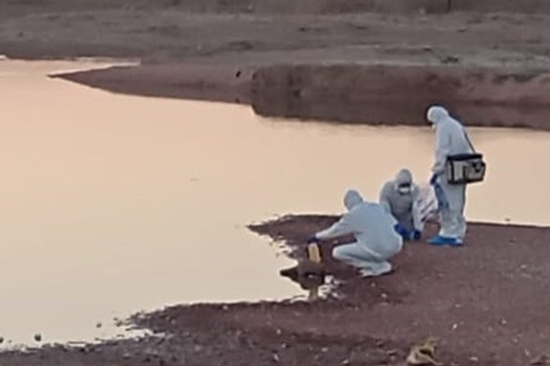 H5N1 Virus in Phalodi