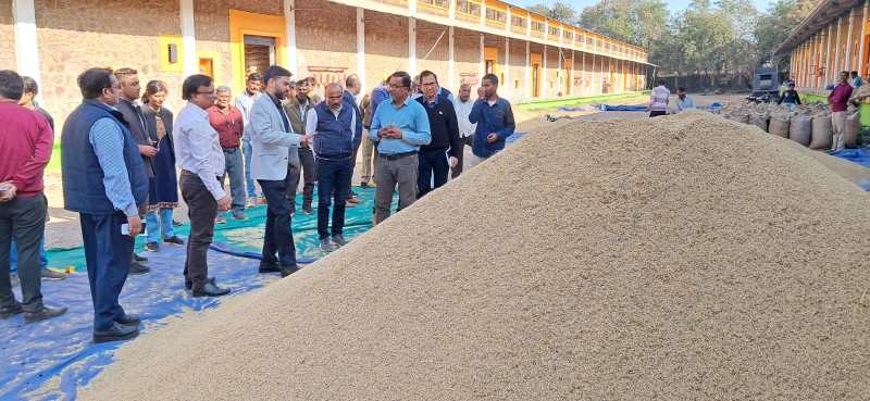 Paddy will be stored in open caps