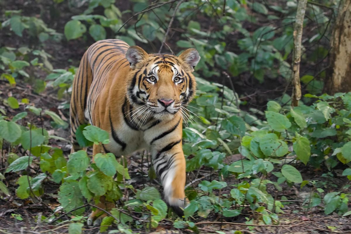 Wildlife: चहलकदमी के मौसम में कहीं भी सुनाई पड़ सकती है बाघ-तेंदुआ की दहाड़