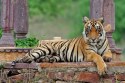 Kumbhalgarh Tiger Reserve : नए सिरे से मांगी रिपोर्ट… अब शाकाहारी वन्य जीवों की
उपलब्धता बतानी होगी