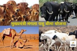 Mangla Pashu Bima Yojana: राजस्थान के पशुपालकों का नहीं रुझान,‘मंगला’ कैसे बनेगी
पशुओं के लिए वरदान - image