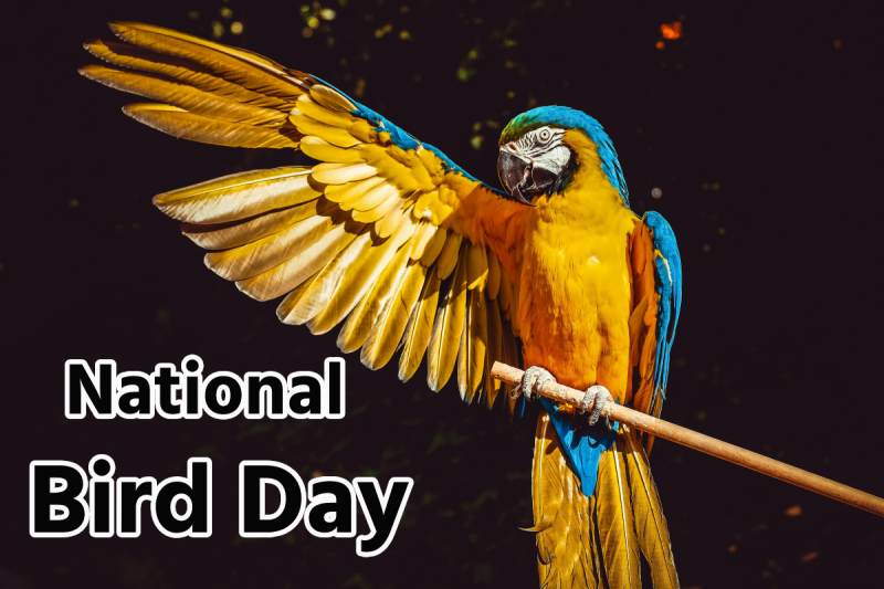 National Bird Day