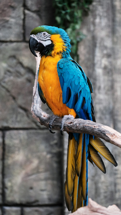 Short video poster image