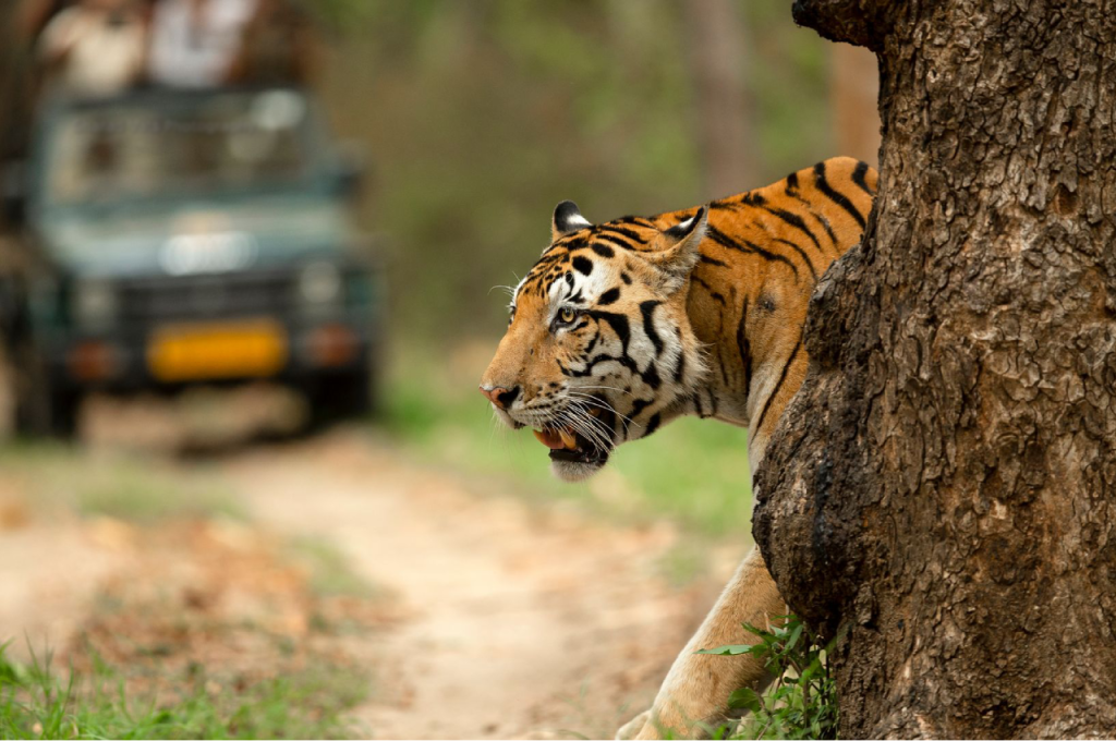 tiger Safari