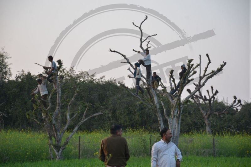 Panther-movement-in-Sikar-1