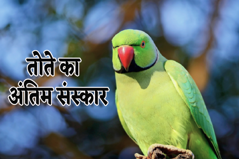 Parrot Antim Sanskar