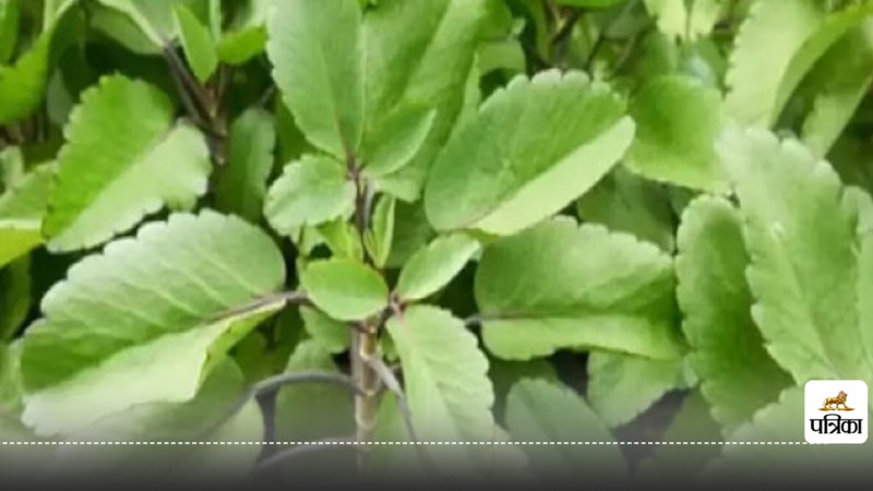 Patharchatta leaves side effects