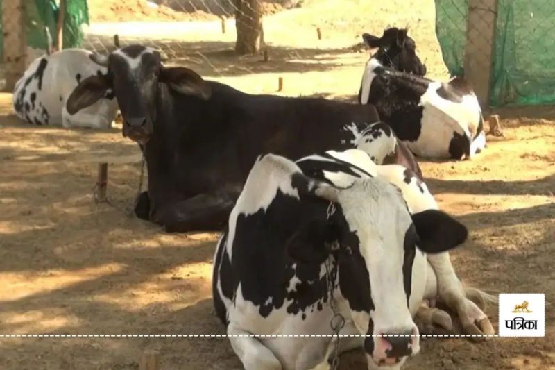 Rajasthan government will pay entire amount of animal insurance premium