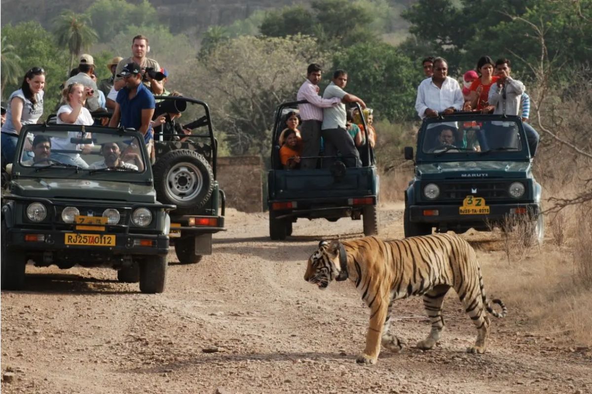 स्टूडेंट्स के लिए अच्छी खबर, रणथंभौर सहित राजस्थान के सभी टाइगर रिजर्व में कर
सकेंगे फ्री टाइगर सफारी