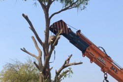 जोधपुर में नहीं ली जाएगी पेड़ों की ‘बलि’, चल रहा है री-ट्रांसप्लांट, 2 साल पहले
लगा था ‘झटका’, जानें मामला - image