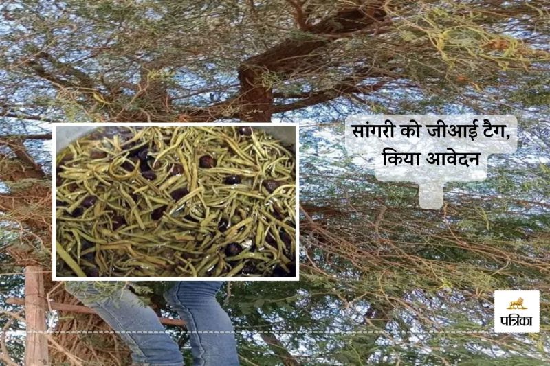 Good News for Rajasthan State Tree Khejri Sangri will get GI Tag Farmers Happy