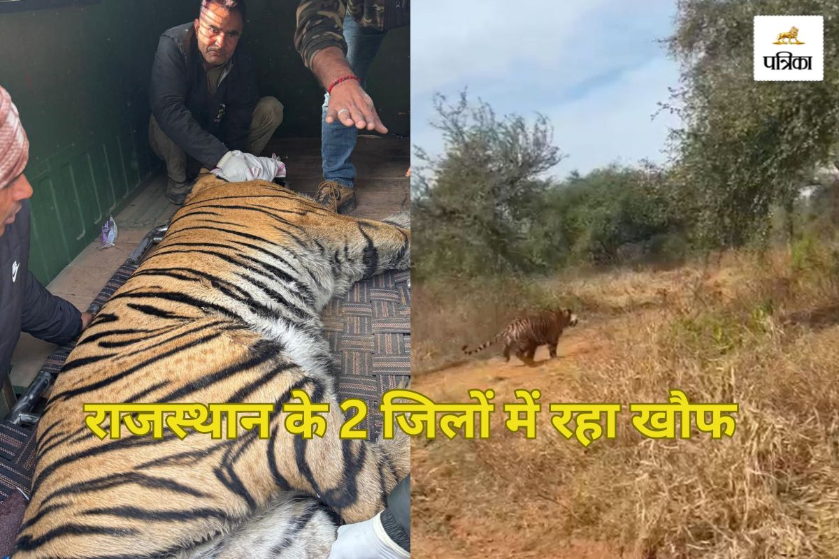 Tiger Captured In Rajasthan: रसोई में अचानक टाइगर को देखकर ओम प्रकाश के खड़े हो
गए रोंगटे, जानिए कैसे पकड़ा गया बाघ ST-2402