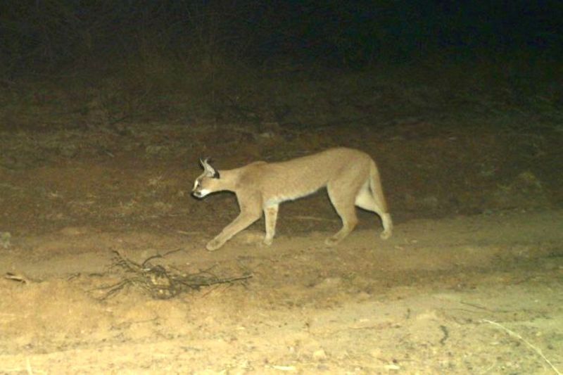 रामगढ़ में दिखा दुर्लभ वन्यजीव सियागोश,फोटो ट्रेप कैमरे में हुआ कैद