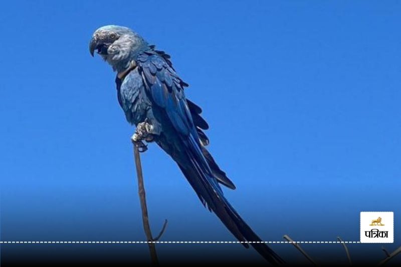 Spix's macaw