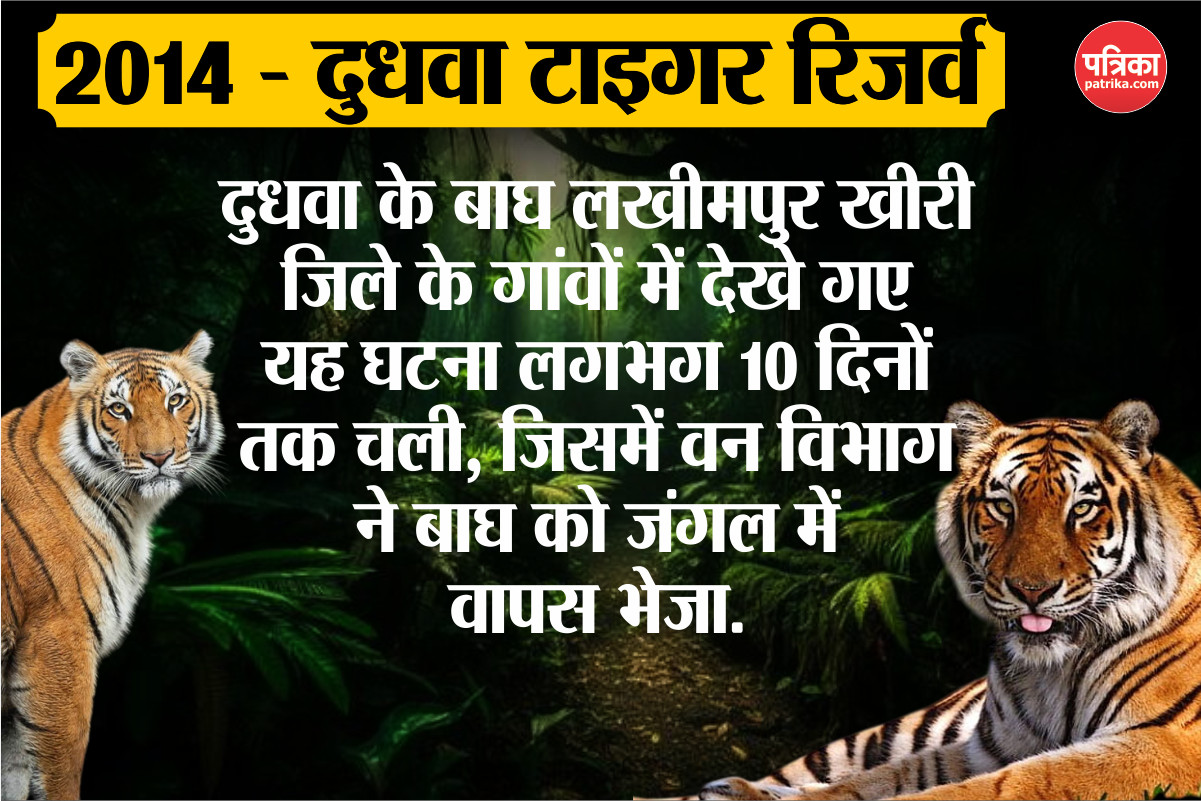 Tiger in Lucknow