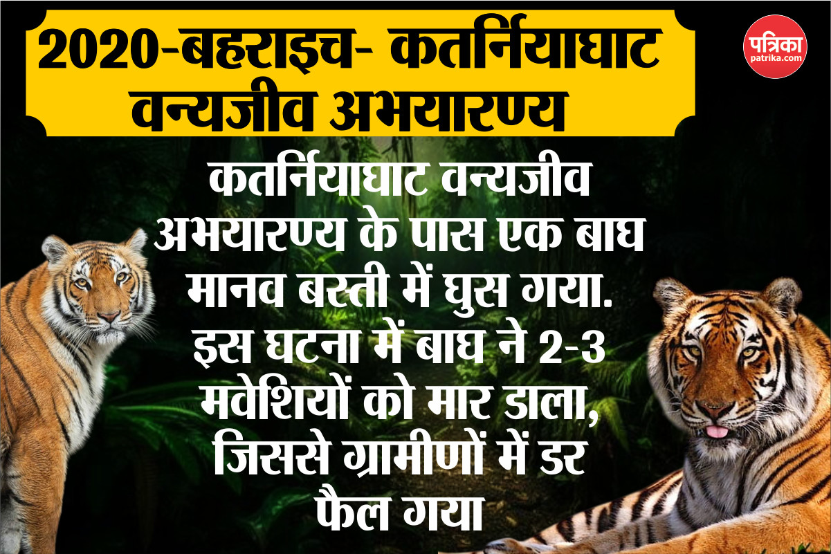 Tiger in Lucknow