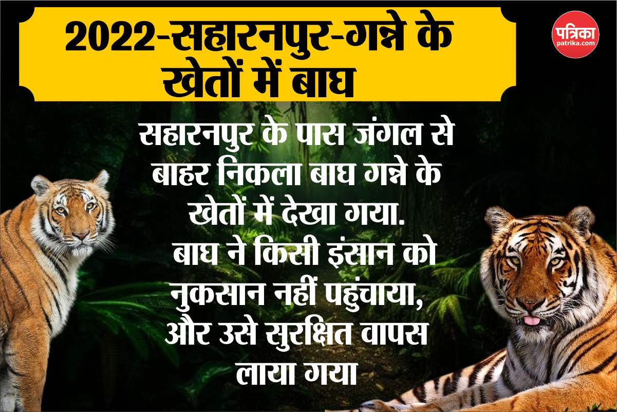 Tiger in Lucknow