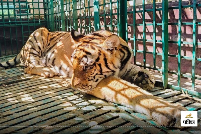 Bird Flu virus Maharashtra