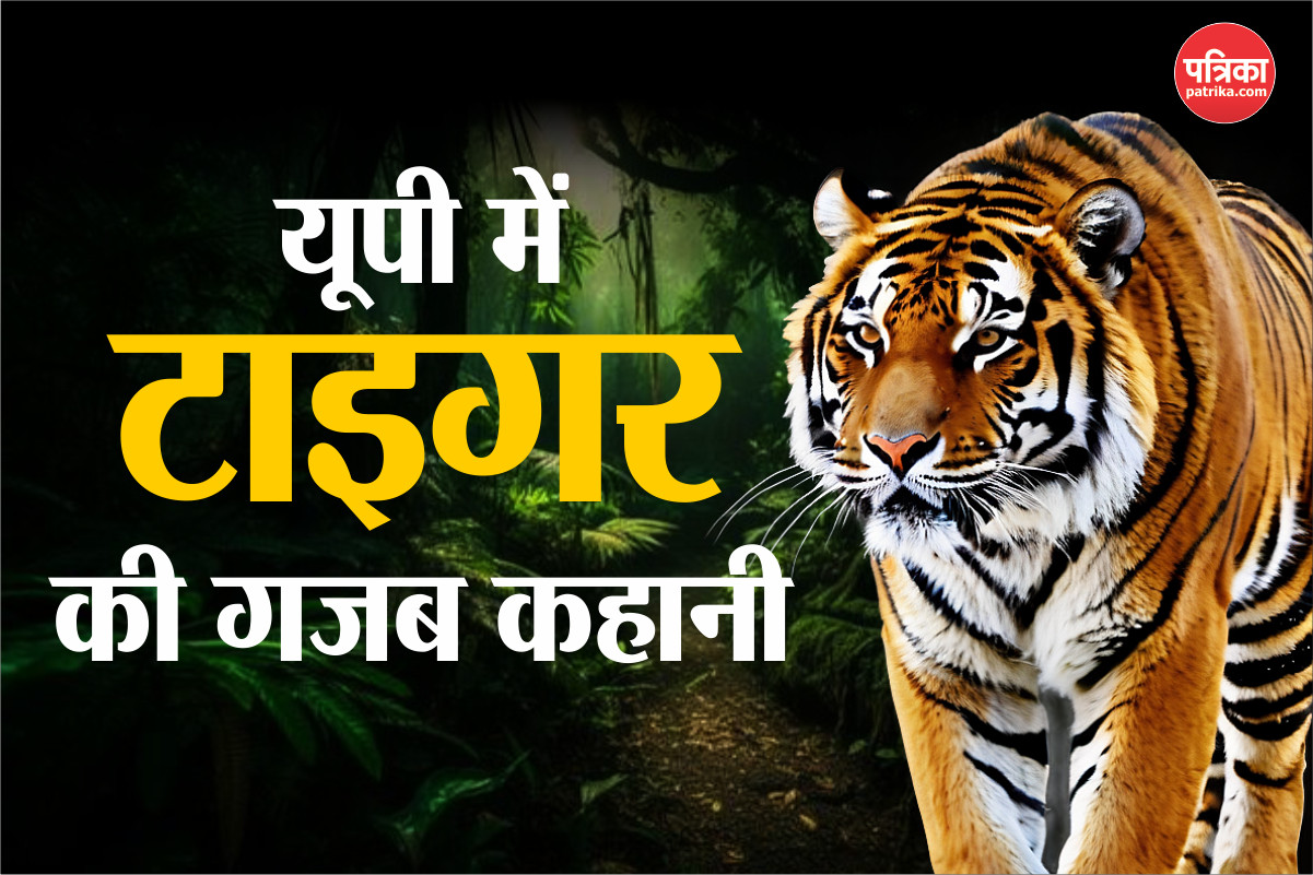 Tiger in Lucknow: 40 बीघा जंगल, 22 कैमरा, आखिर क्यों पकड़ से दूर है “बाघ”, दहशत
के 30 दिन 